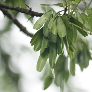 Photographie n°75628 du taxon Fraxinus excelsior L. [1753]