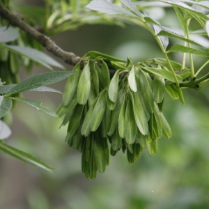 Photographie n°75629 du taxon Fraxinus excelsior L. [1753]