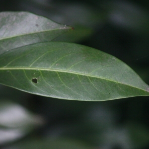 Photographie n°75670 du taxon Prunus laurocerasus L. [1753]