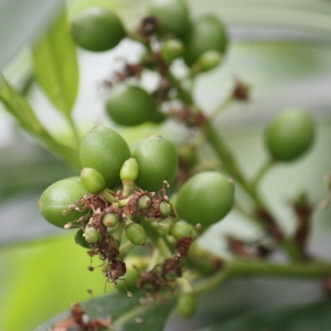 Photographie n°75678 du taxon Prunus laurocerasus L. [1753]