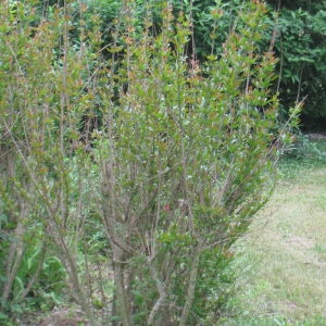 Photographie n°75680 du taxon Punica granatum L. [1753]