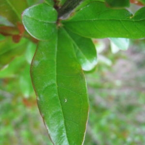 Photographie n°75681 du taxon Punica granatum L. [1753]