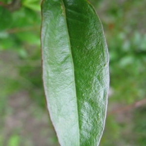 Photographie n°75685 du taxon Punica granatum L. [1753]