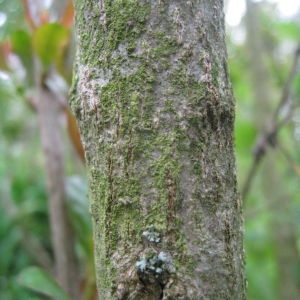 Photographie n°75689 du taxon Punica granatum L. [1753]