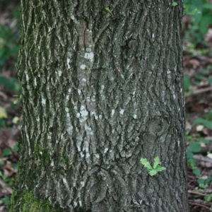 Photographie n°75690 du taxon Quercus robur L. [1753]