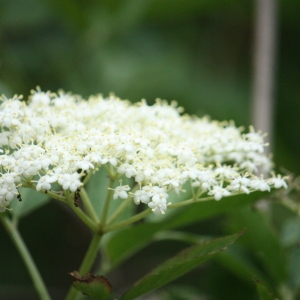 Photographie n°75713 du taxon Sambucus nigra L. [1753]