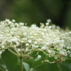 Photographie n°75714 du taxon Sambucus nigra L. [1753]