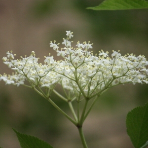 Photographie n°75716 du taxon Sambucus nigra L. [1753]