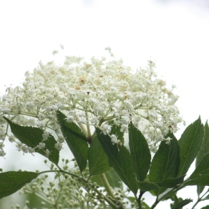 Photographie n°75718 du taxon Sambucus nigra L. [1753]