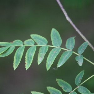 Photographie n°75720 du taxon Sorbus aucuparia L. [1753]