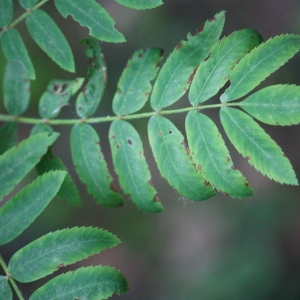 Photographie n°75724 du taxon Sorbus aucuparia L. [1753]