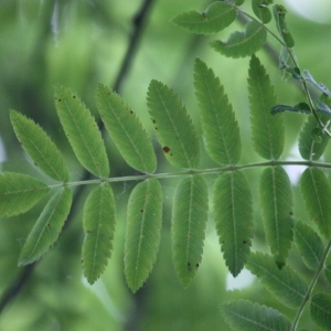 Photographie n°75729 du taxon Sorbus aucuparia L. [1753]