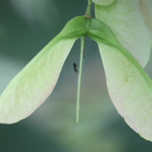 Photographie n°75758 du taxon Acer pseudoplatanus L. [1753]