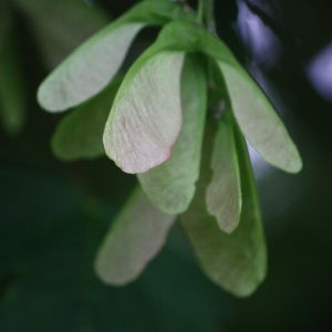 Photographie n°75759 du taxon Acer pseudoplatanus L. [1753]