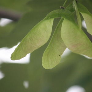 Photographie n°75760 du taxon Acer pseudoplatanus L. [1753]