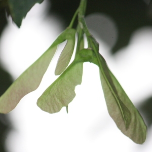 Photographie n°75764 du taxon Acer pseudoplatanus L. [1753]