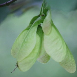 Photographie n°75766 du taxon Acer pseudoplatanus L. [1753]