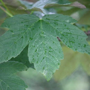 Photographie n°75767 du taxon Acer pseudoplatanus L. [1753]