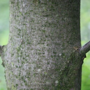 Photographie n°75769 du taxon Acer pseudoplatanus L. [1753]