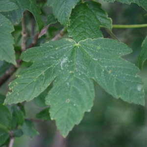 Photographie n°75770 du taxon Acer pseudoplatanus L. [1753]