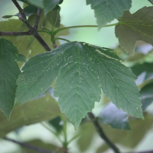 Photographie n°75771 du taxon Acer pseudoplatanus L. [1753]