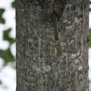 Photographie n°75797 du taxon Populus nigra L. [1753]