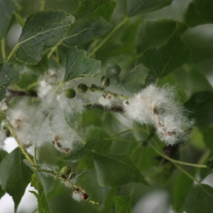 Photographie n°75804 du taxon Populus nigra L. [1753]