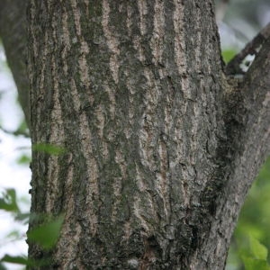 Photographie n°75808 du taxon Populus nigra L. [1753]