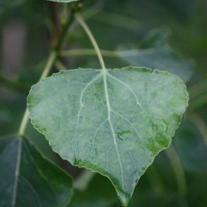 Photographie n°75809 du taxon Populus nigra L. [1753]