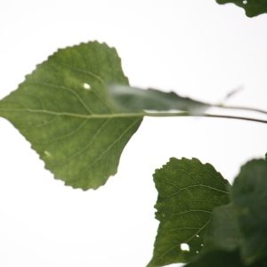 Photographie n°75810 du taxon Populus nigra L. [1753]