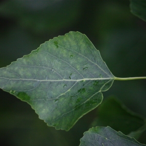 Photographie n°75812 du taxon Populus nigra L. [1753]