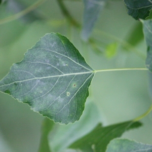 Photographie n°75813 du taxon Populus nigra L. [1753]