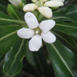 Photographie n°75824 du taxon Pittosporum tobira (Thunb.) W.T.Aiton [1811]