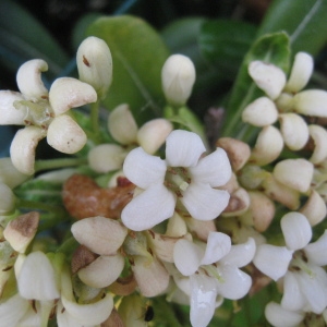 Photographie n°75826 du taxon Pittosporum tobira (Thunb.) W.T.Aiton [1811]