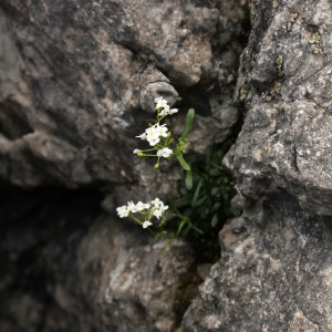 Photographie n°75833 du taxon Kernera saxatilis (L.) Sweet [1827]