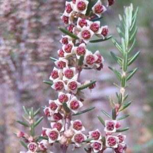 Photographie n°75854 du taxon Erica scoparia L. [1753]