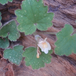 Photographie n°75857 du taxon Asarina procumbens Mill. [1768]