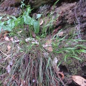 Photographie n°75869 du taxon Asplenium septentrionale (L.) Hoffm. [1795]