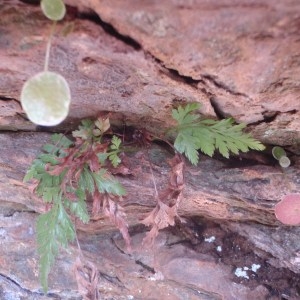 Photographie n°75909 du taxon Asplenium adiantum-nigrum L. [1753]