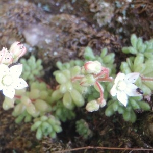 Photographie n°75912 du taxon Sedum dasyphyllum L. [1753]