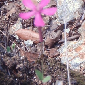 Photographie n°75917 du taxon Silene L. [1753]