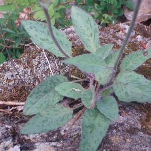 Photographie n°75923 du taxon Hieracium L. [1753]