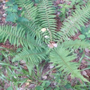 Photographie n°75928 du taxon Dryopteris filix-mas (L.) Schott [1834]