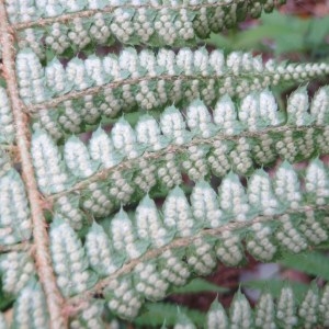 Photographie n°75929 du taxon Dryopteris filix-mas (L.) Schott [1834]