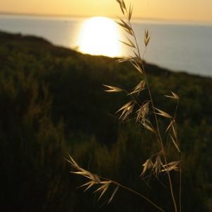 Photographie n°76011 du taxon Avena sterilis L. [1762]