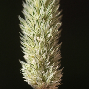 Photographie n°76020 du taxon Phalaris minor Retz. [1783]