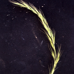 Photographie n°76022 du taxon Vulpia bromoides (L.) Gray [1821]
