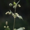  Liliane Roubaudi - Urtica pilulifera L. [1753]