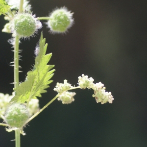 Photographie n°76026 du taxon Urtica pilulifera L. [1753]