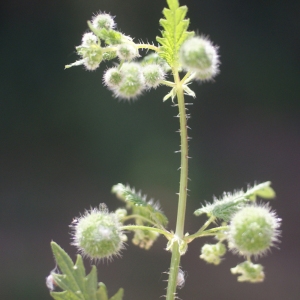 Photographie n°76027 du taxon Urtica pilulifera L. [1753]